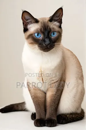 1+ year Male Purebred Siamese