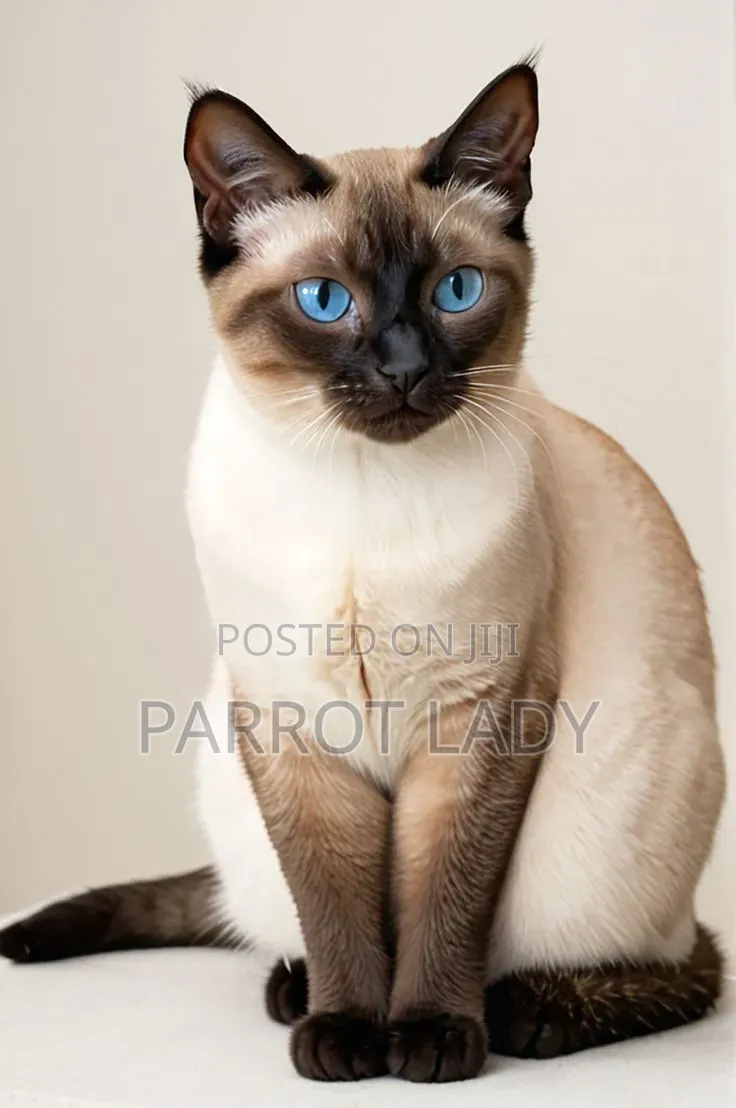 1+ year Male Purebred Siamese