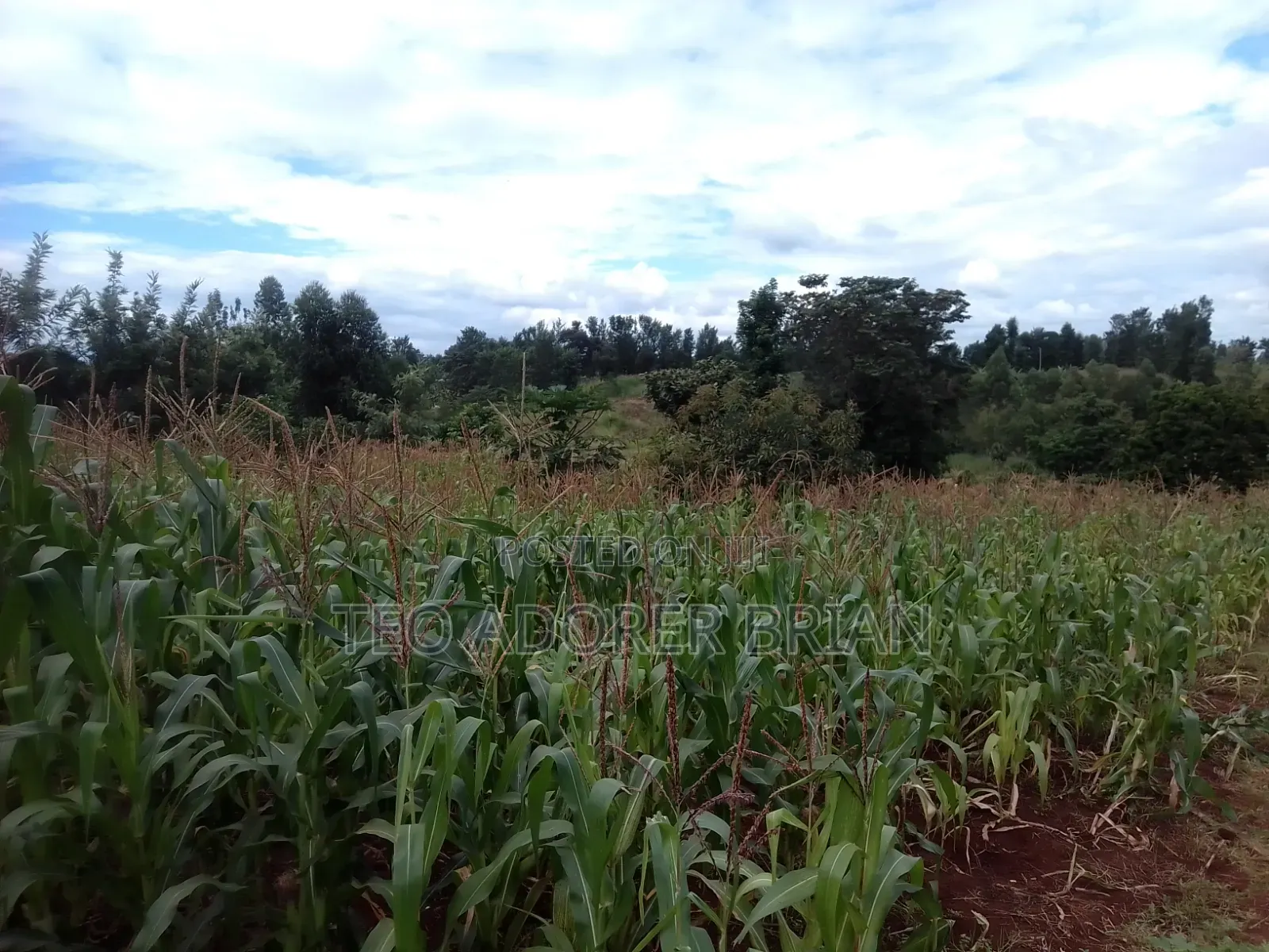Silage Maize