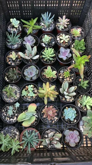 Succulents