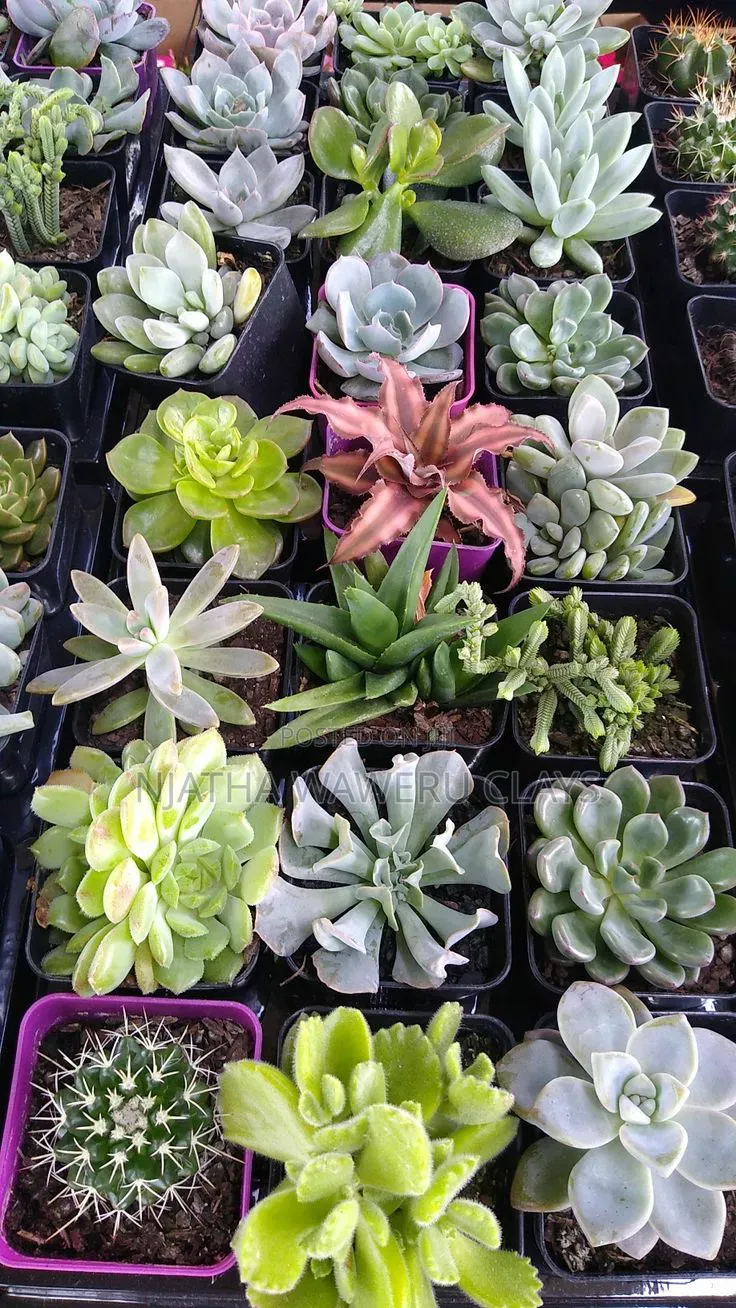 Succulents