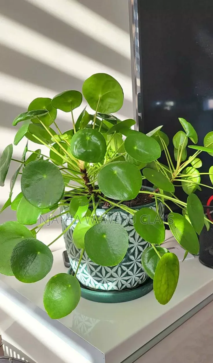 The Chinese Money Plant