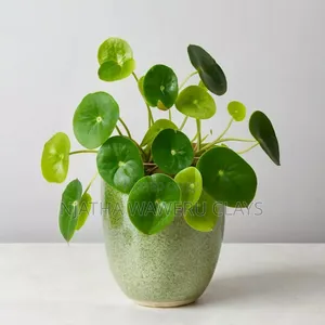 The Chinese Money Plant