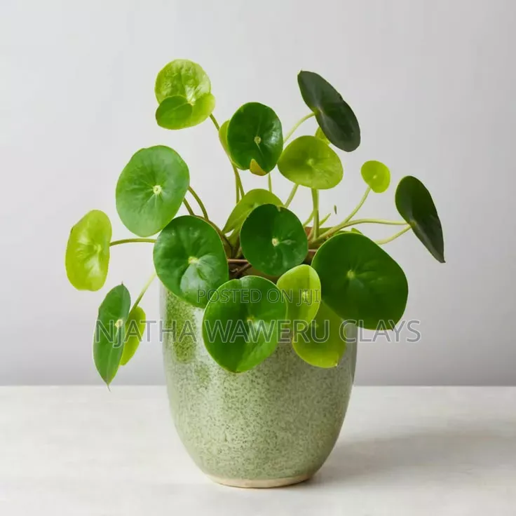 The Chinese Money Plant