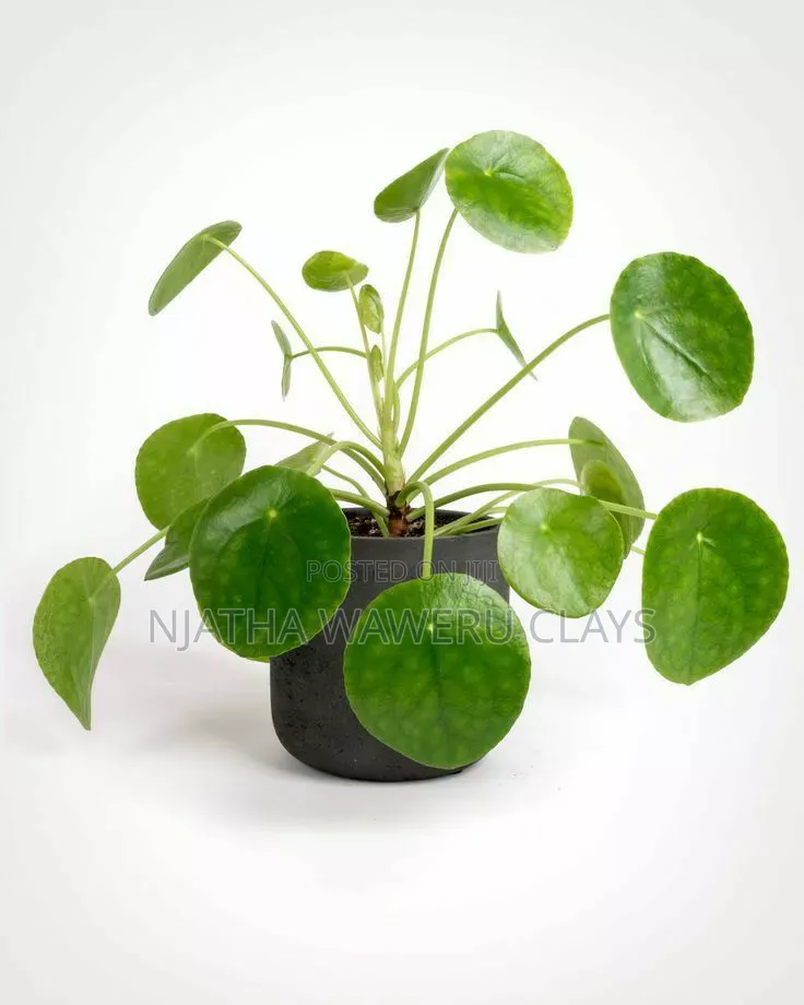 The Chinese Money Plant