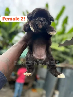 1-3 months Female Purebred Havanese