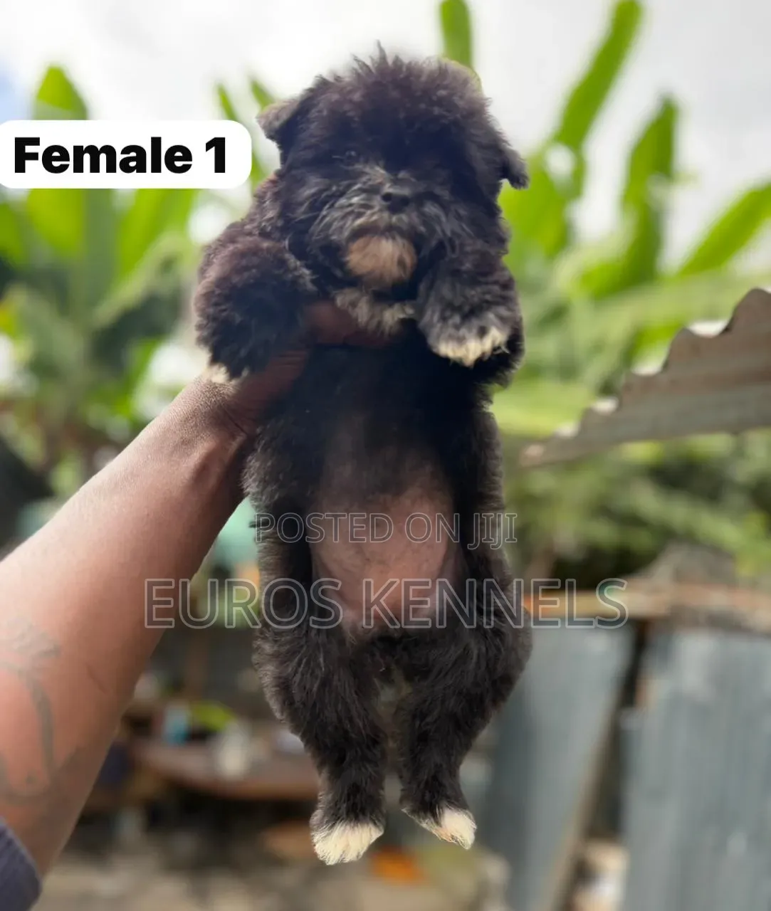 1-3 months Female Purebred Havanese