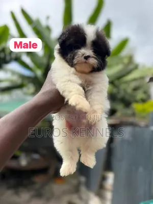 1-3 months Male Purebred Havanese