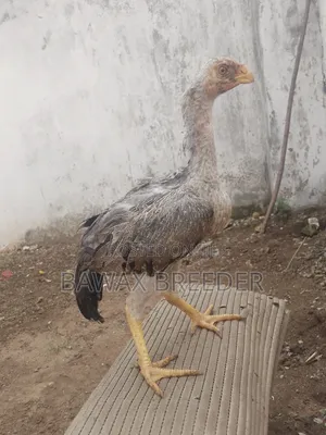 Pure 3 Months Old Kuchi Chicks