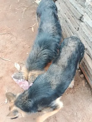 6-12 months Female Purebred German Shepherd
