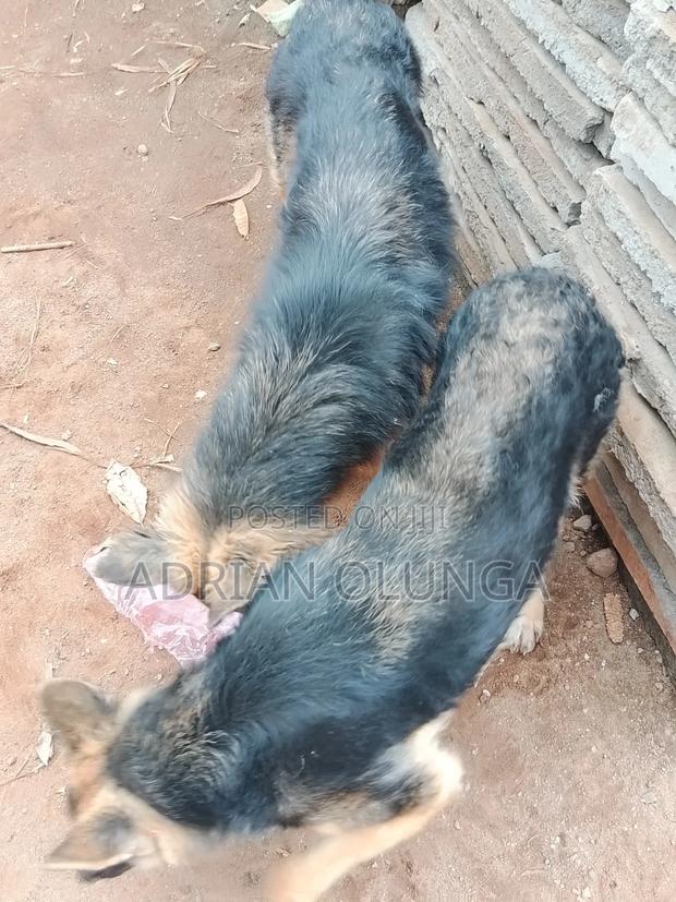6-12 months Female Purebred German Shepherd