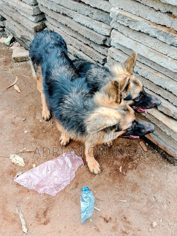 6-12 months Female Purebred German Shepherd - thumbnail 2