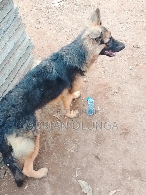 6-12 months Female Purebred German Shepherd - thumbnail 3