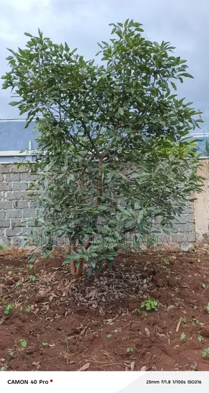 Half Acre Land For Sale At Kenol