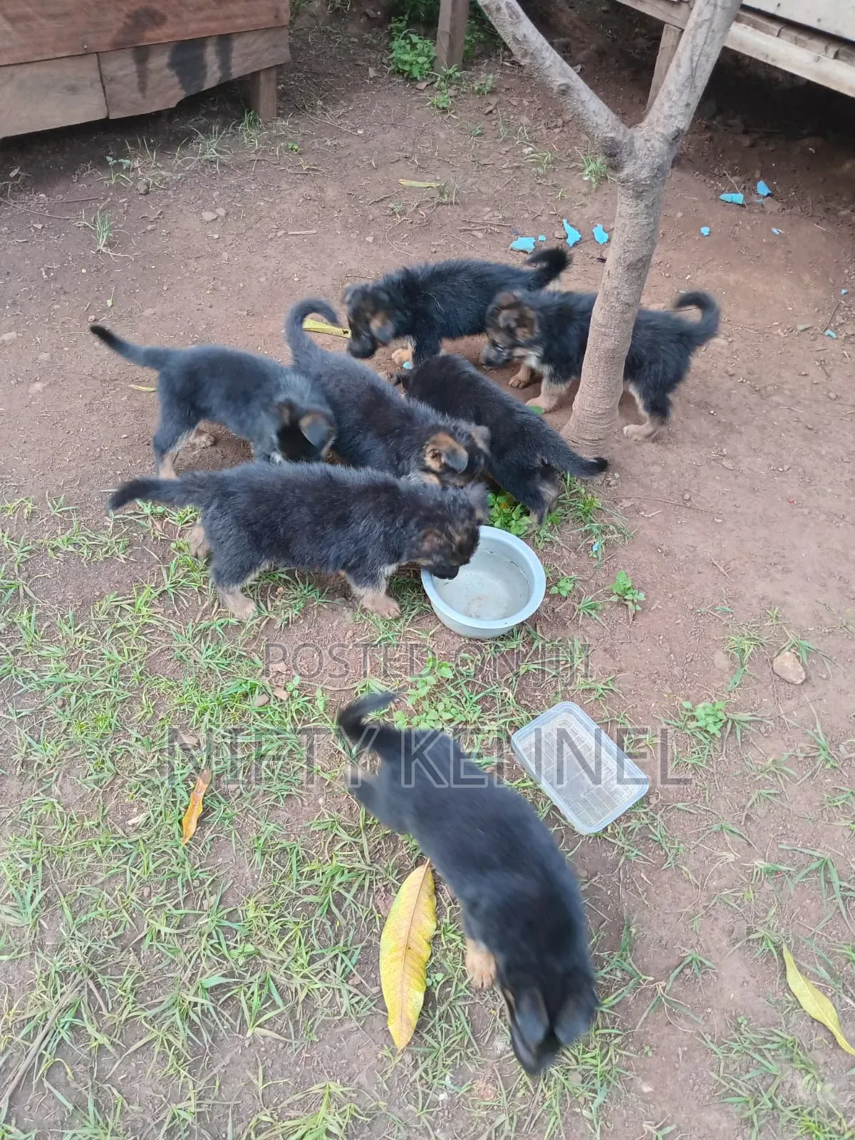 1-3 months Female Purebred German Shepherd