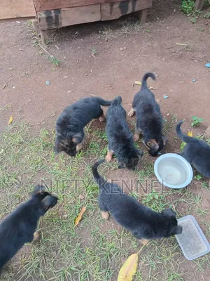 1-3 months Female Purebred German Shepherd