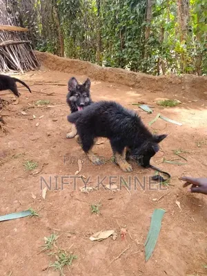 1-3 months Female Purebred German Shepherd