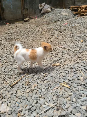 6-12 months Female Purebred Chihuahua