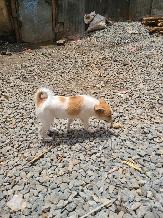 6-12 months Female Purebred Chihuahua - thumbnail 2