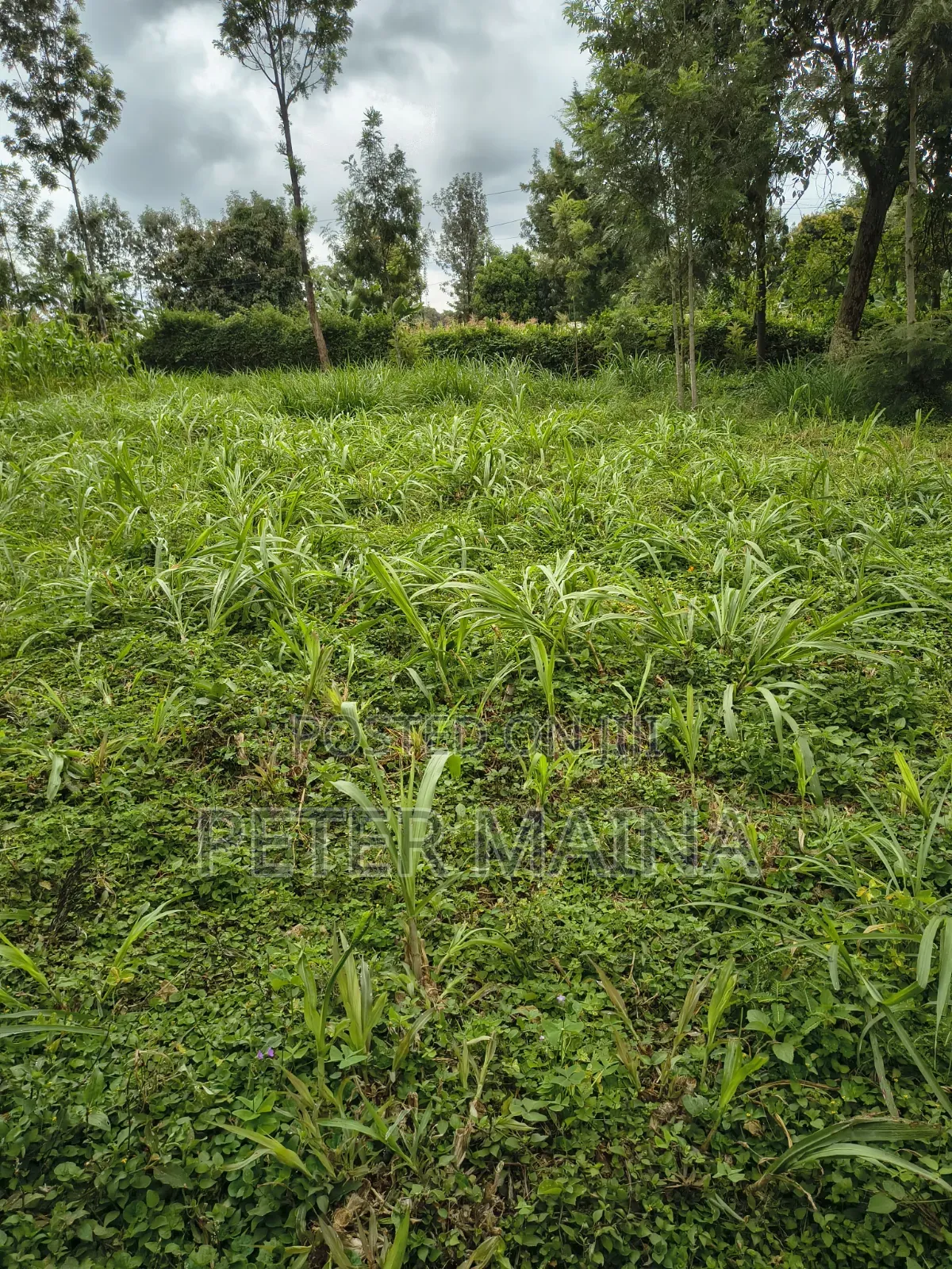 Plot for Sale 40 by 110 Located in Gachie