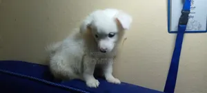 3-6 months Male Purebred Japanese Spitz