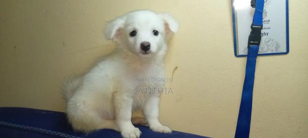 3-6 months Male Purebred Japanese Spitz - thumbnail 2