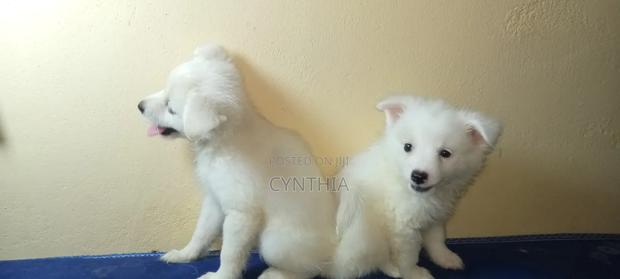3-6 months Male Purebred Japanese Spitz - thumbnail 3