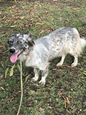 1+ year Female Mixed Breed Japanese Spitz