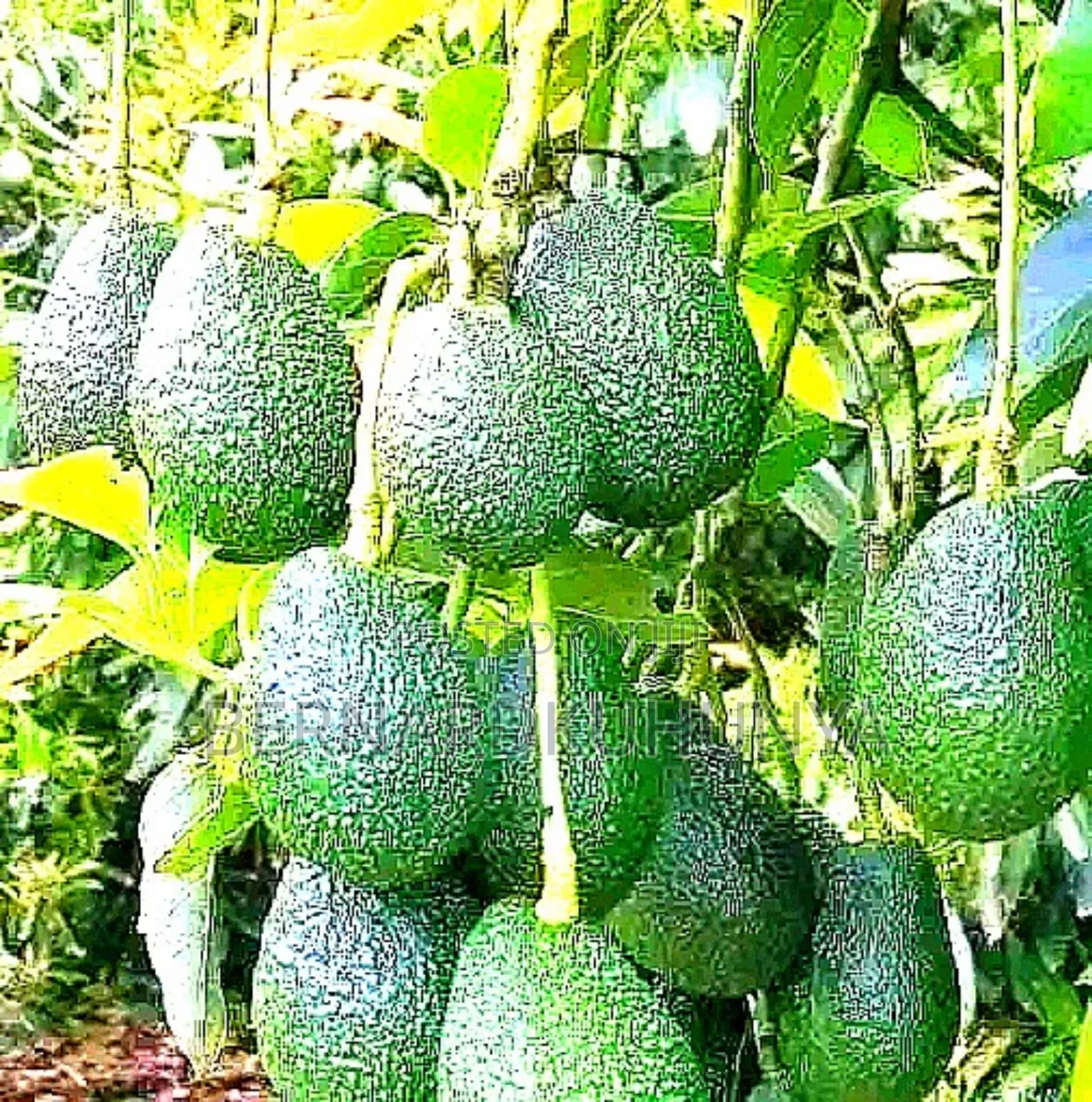 Avocado Fruits for Export