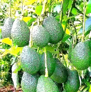 Avocado Fruits for Export