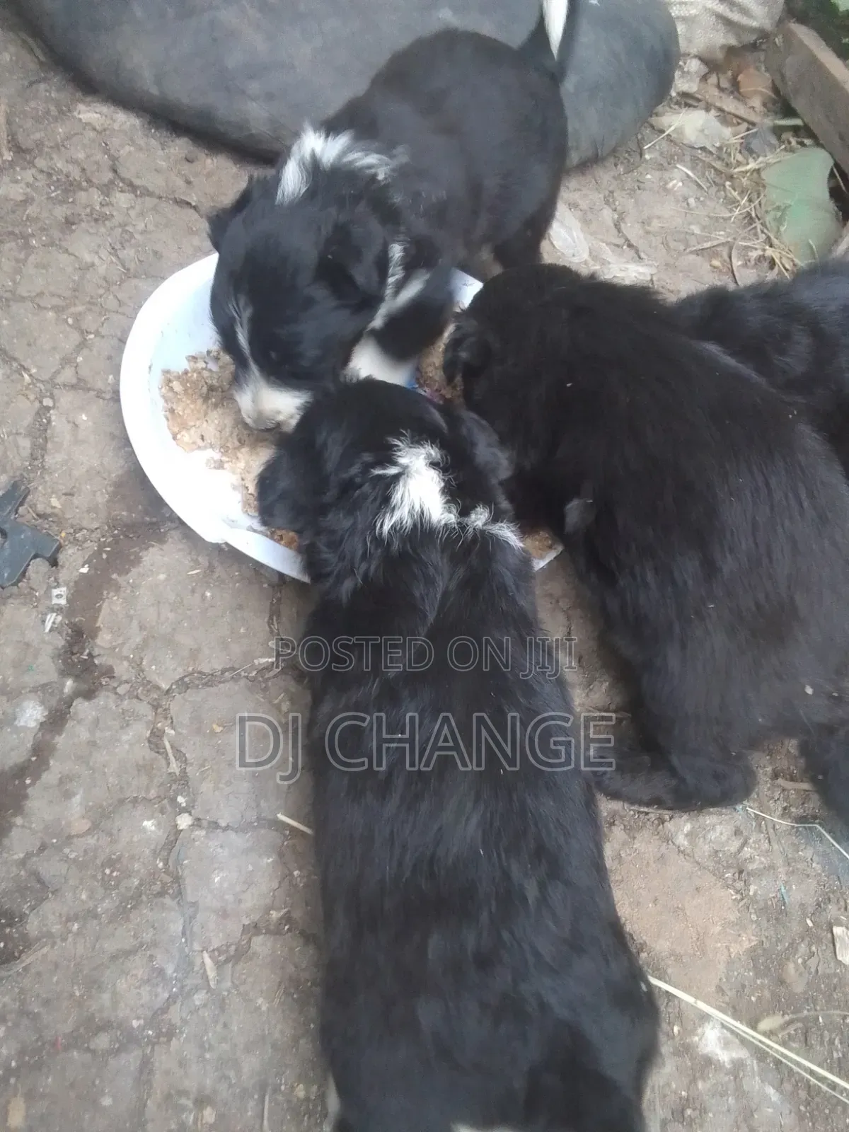 1-3 months Male Purebred Black Russian Terrier