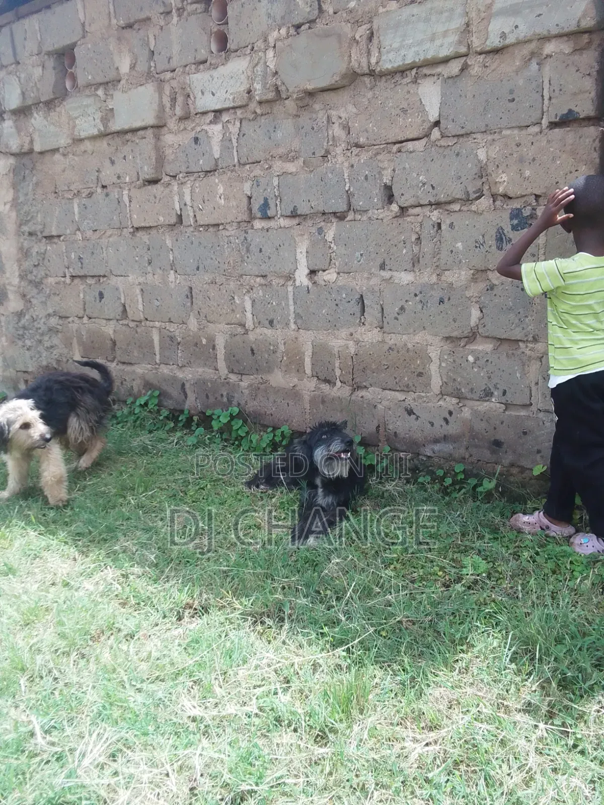 1-3 months Male Purebred Black Russian Terrier