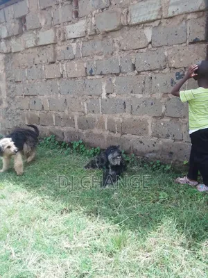 1-3 months Male Purebred Black Russian Terrier