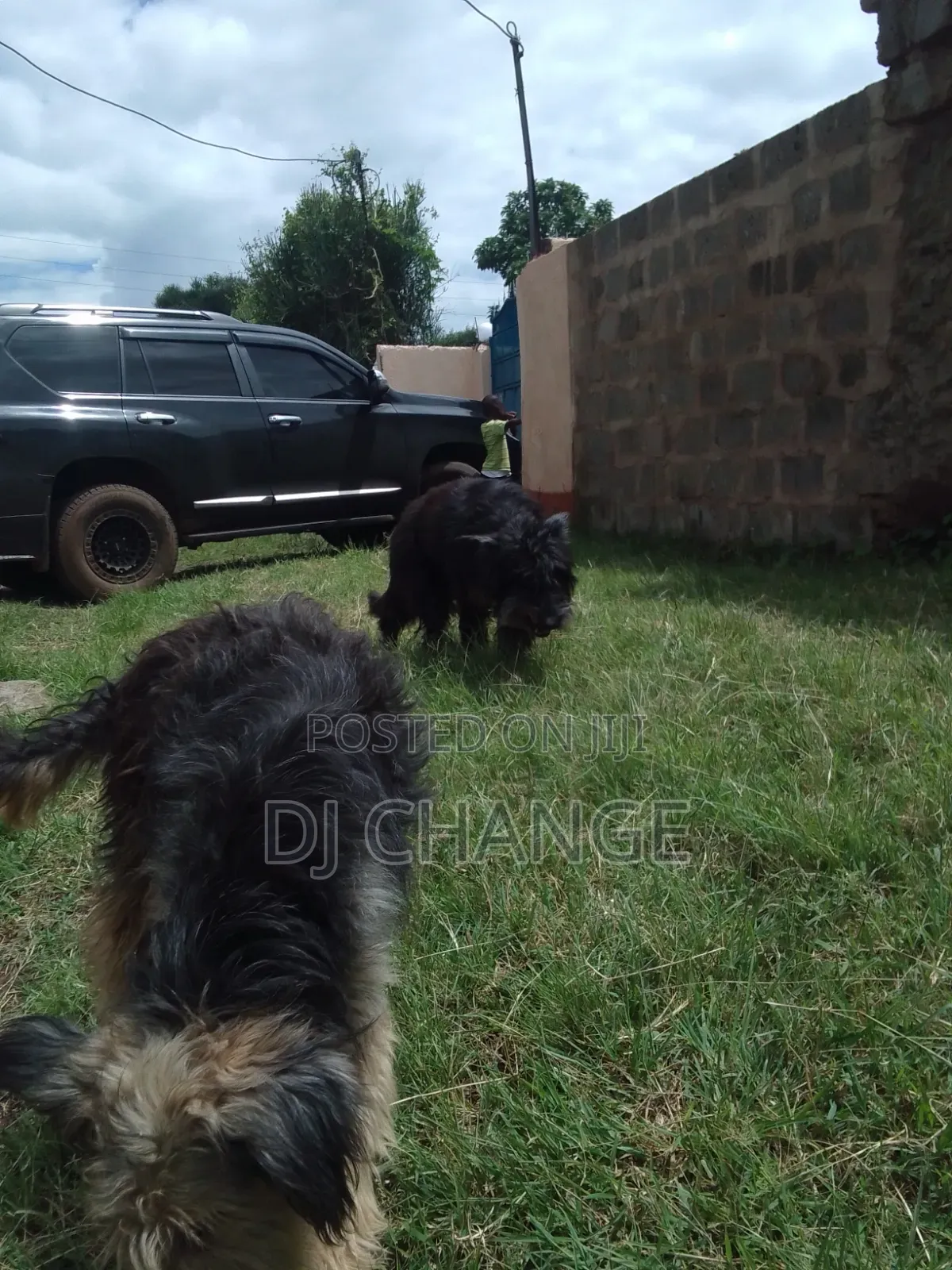 1-3 months Male Purebred Black Russian Terrier