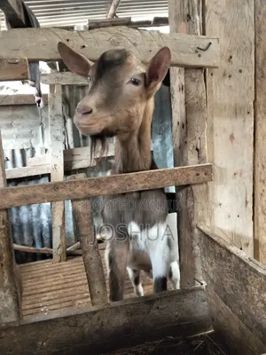 Saanen Alpine Cross Breeding Buck Dairy Goat