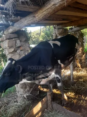 A Male Heifer for Sale