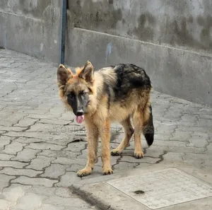 1-3 months Male Purebred German Shepherd