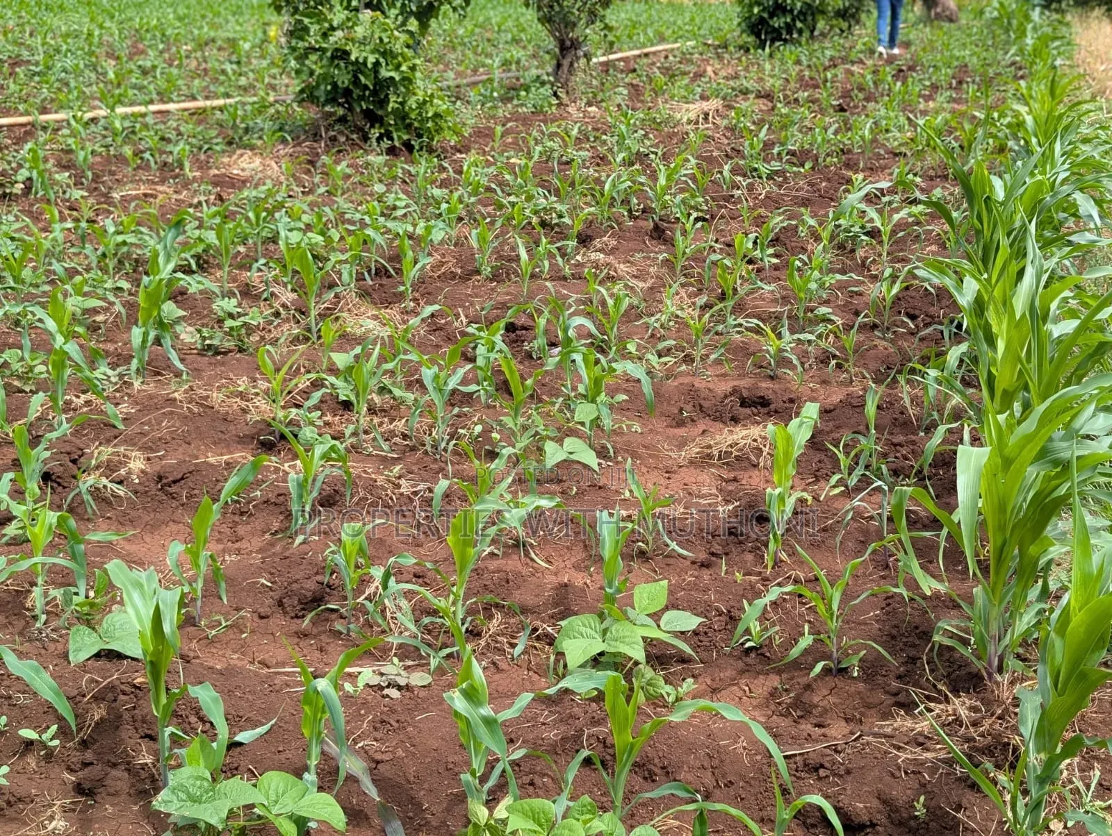 3/4 Acre Land for Sale in Ndaba, Kirinyaga County.