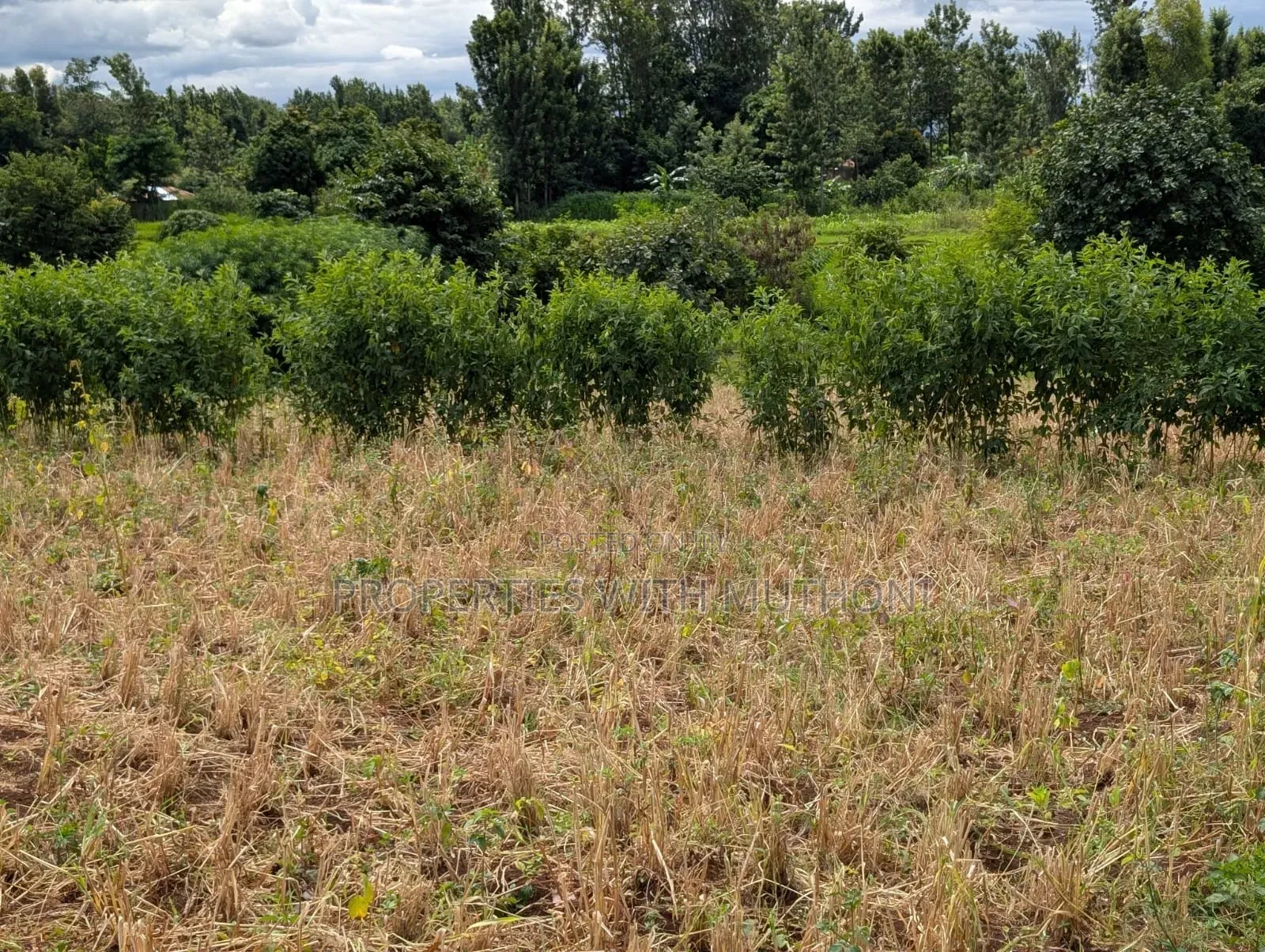 3/4 Acre Land for Sale in Ndaba, Kirinyaga County.