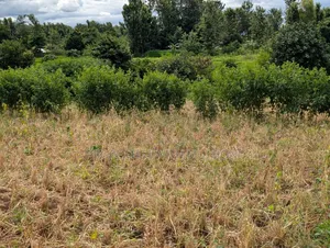 3/4 Acre Land for Sale in Ndaba, Kirinyaga County.