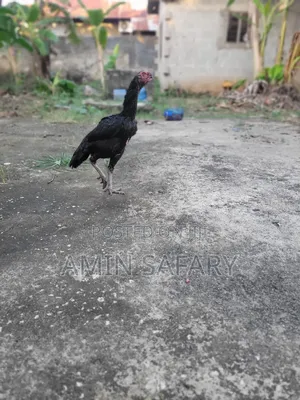 Female Kuchi
