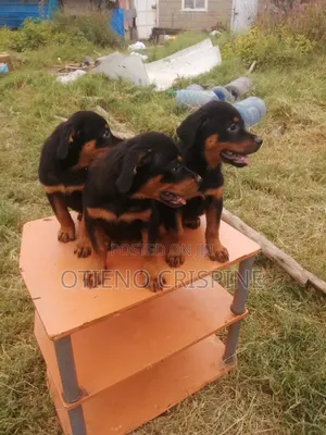 1-3 months Male Purebred Rottweiler