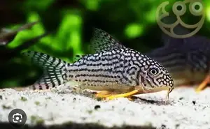 Starbai Corydoras