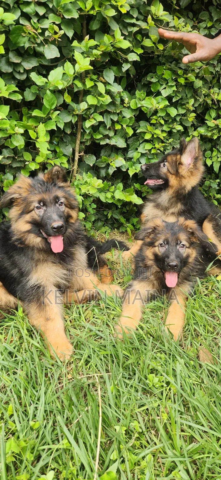 1-3 months Male Purebred German Shepherd