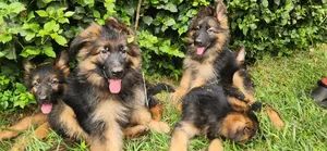 1-3 months Male Purebred German Shepherd