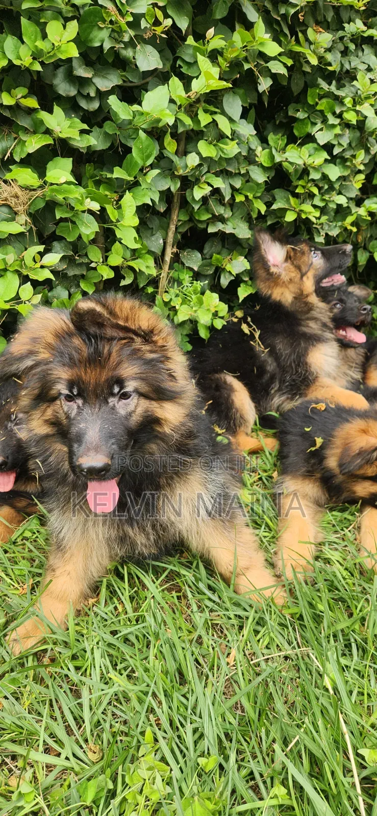 1-3 months Male Purebred German Shepherd