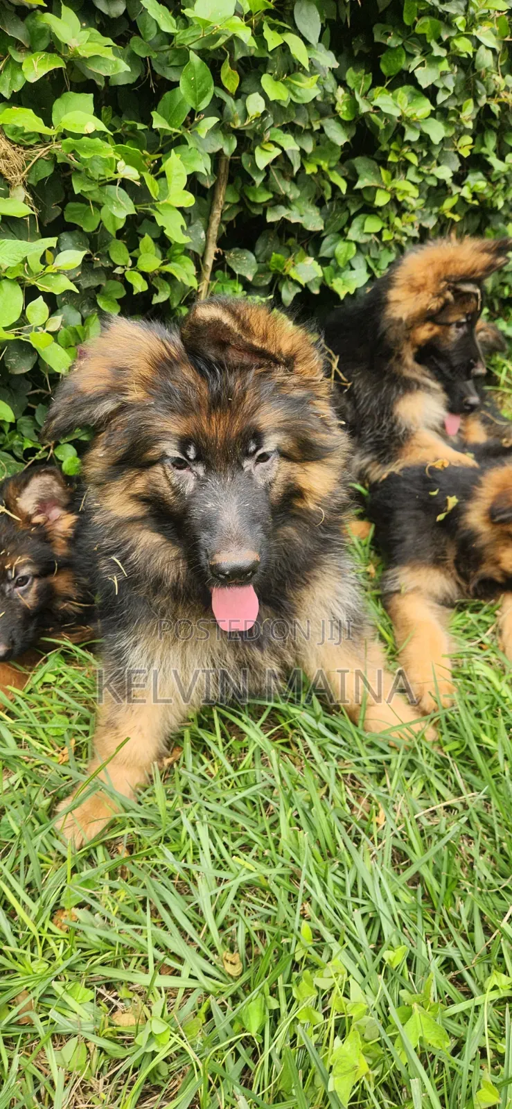 1-3 months Male Purebred German Shepherd