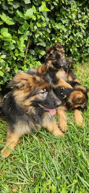 1-3 months Male Purebred German Shepherd