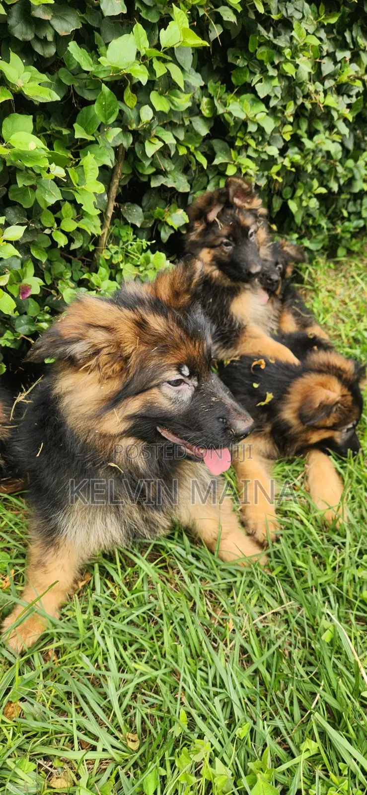 1-3 months Male Purebred German Shepherd