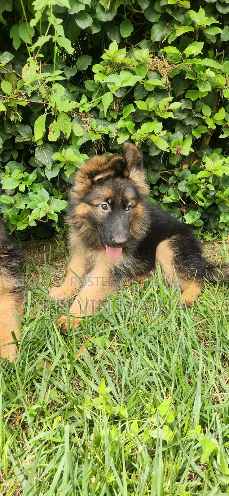 1-3 months Male Purebred German Shepherd